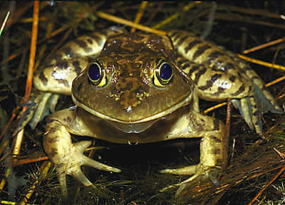 Ugly frogs